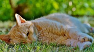 危篤状態とはどのような状況を指すのか？