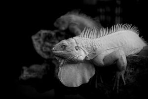 危篤状態とはどんな状況を指すのか？