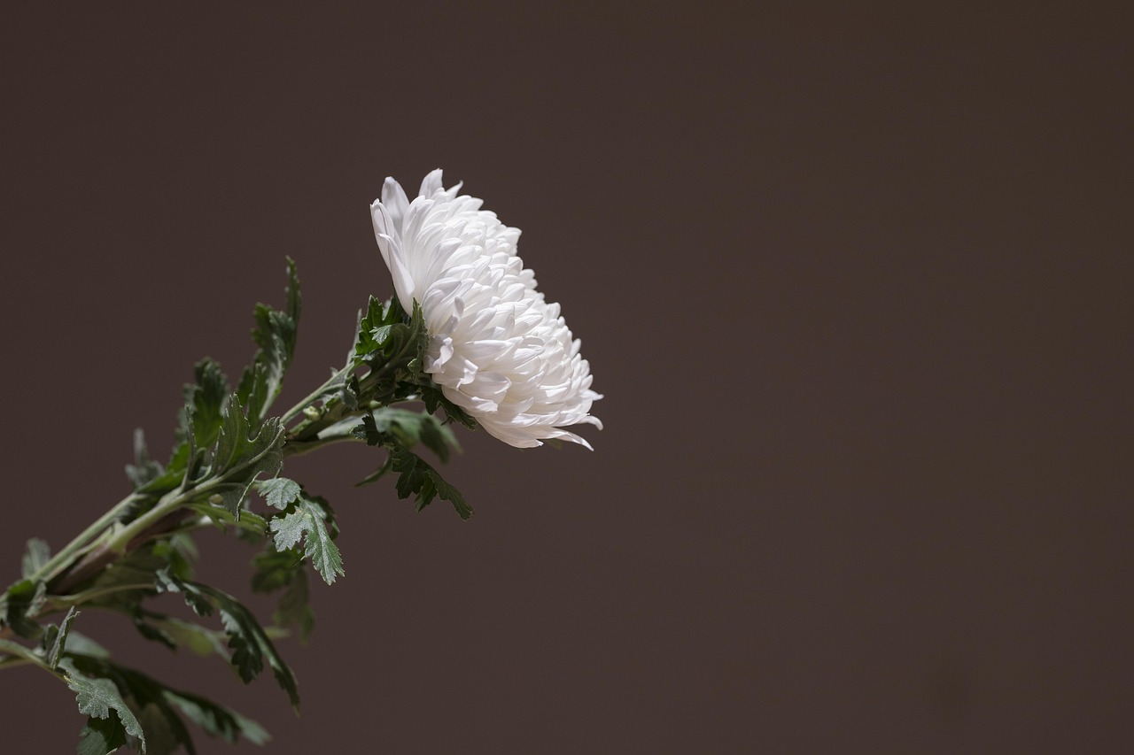 葬儀で生花を持ち込む際の注意点は？