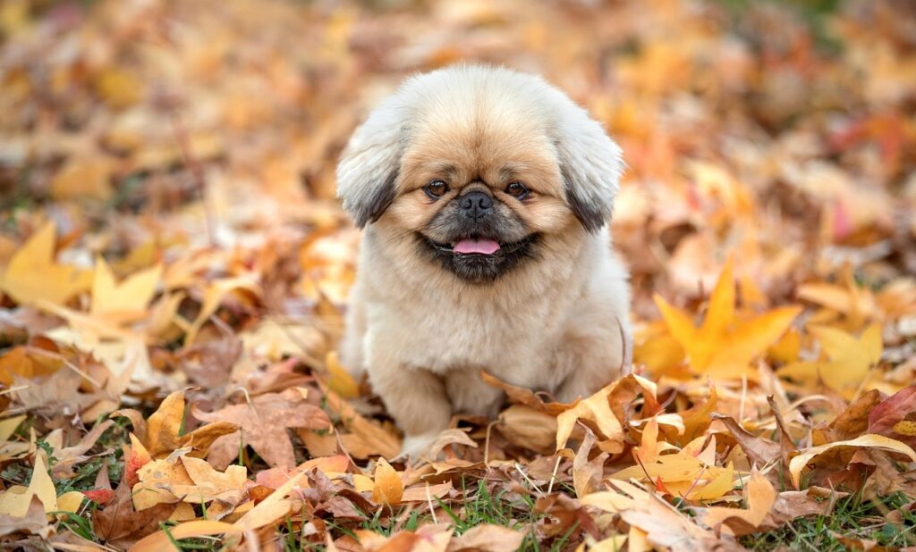 東京での献体登録方法はどのように行うべきですか？