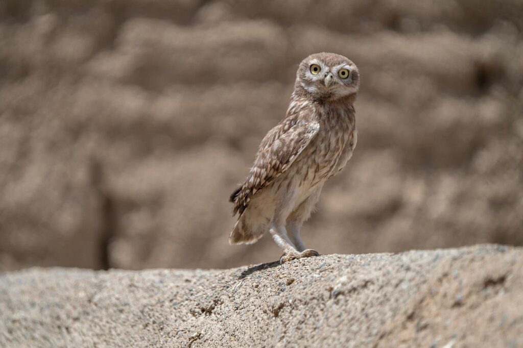 自然葬の種類と費用について知っておくべきことは？