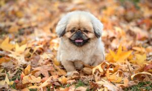 府中市で葬儀社を選ぶ際のポイントと選び方は？