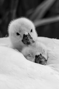 東京の家族葬で見積書をチェックする際の重要なポイントは？